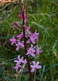 Dipodium roseum Rosy Hyacinth-orchid6